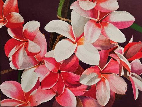 Plumeria Rubra 1